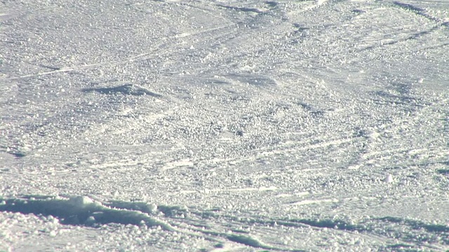 高清:障碍滑雪滑雪视频素材