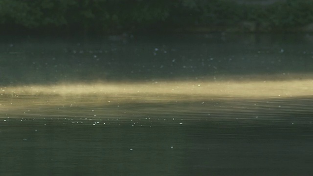 黎明时分被雾覆盖的湖景/戈达明，萨里，英国视频素材