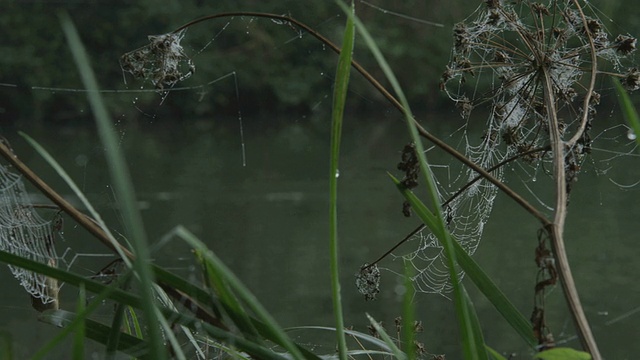 英国萨里郡戈达明河岸上沉默的天鹅视频素材