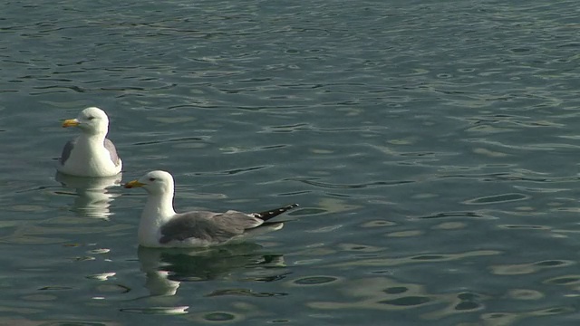 高清:海鸥视频素材