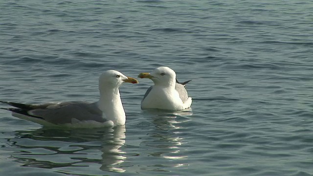 高清:海鸥视频素材