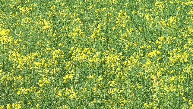 高清:春天的花朵视频素材