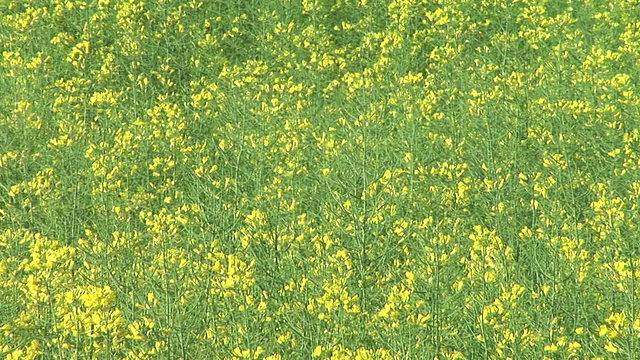 高清:春天的花朵视频素材