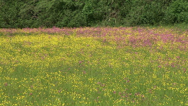 HD:春天的草地视频素材