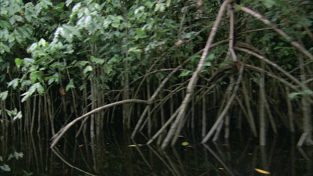 法国法属圭亚那水边红树林视频素材