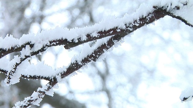 白雪覆盖的树枝视频素材