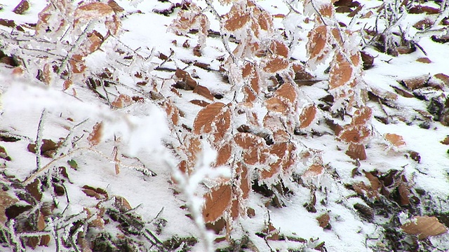 白雪覆盖的树叶视频素材