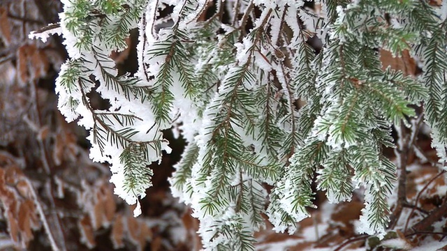 白雪覆盖的树枝视频素材