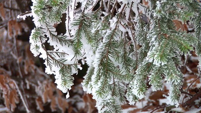 白雪覆盖的树枝视频素材