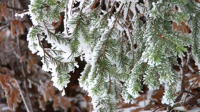 白雪覆盖的树枝视频素材