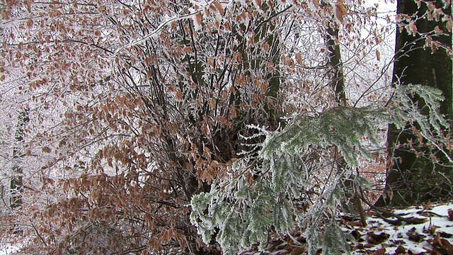 白雪覆盖的树木视频素材