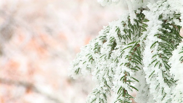 白雪覆盖的树枝视频素材