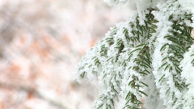 白雪覆盖的树枝视频素材