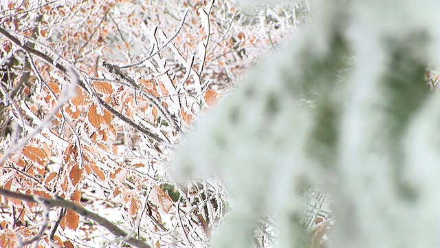 高清:下雪的分支视频素材