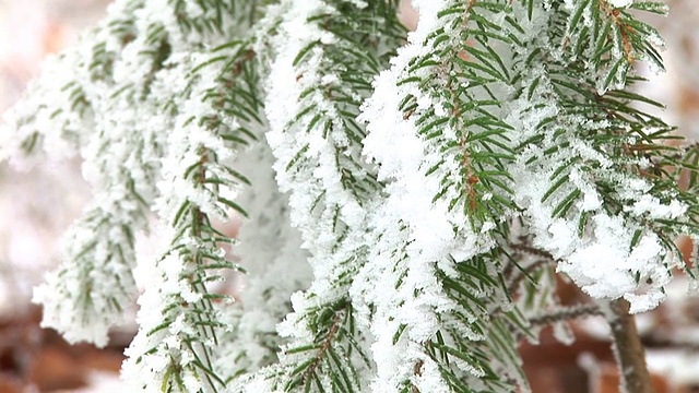 白雪覆盖的云杉视频素材