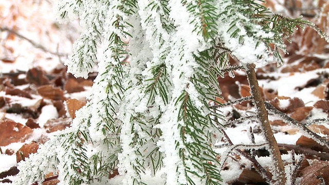 白雪覆盖的云杉视频素材