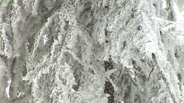 白雪覆盖的云杉视频素材