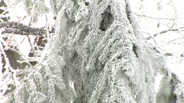 白雪覆盖的云杉视频素材