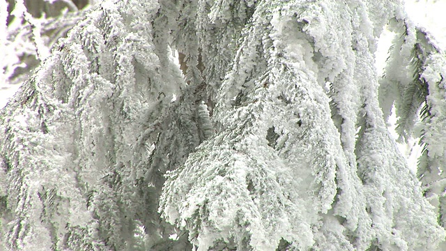 白雪覆盖的云杉视频素材