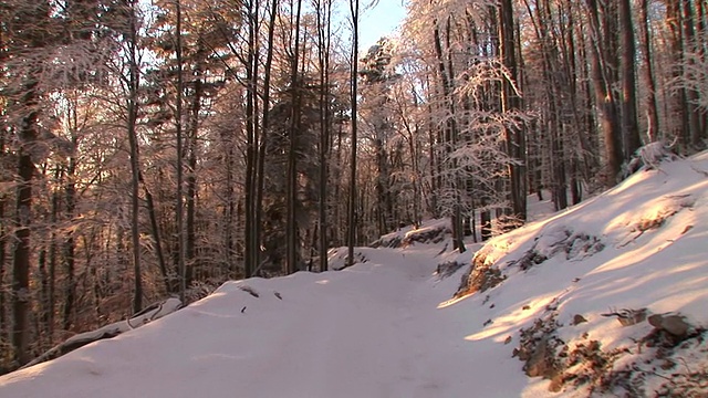 HD STEADYCAM:行走在积雪的森林小路上视频素材