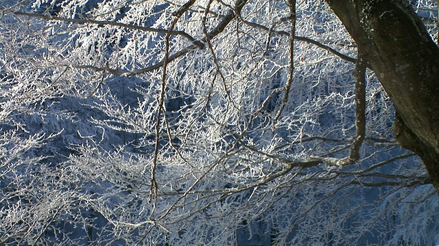 白雪覆盖的树。视频素材