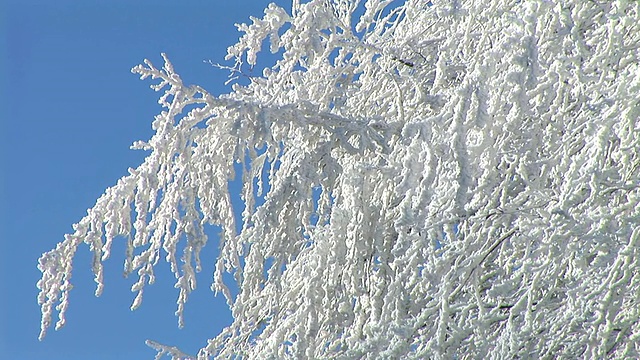 雪使树枝弯曲。视频素材