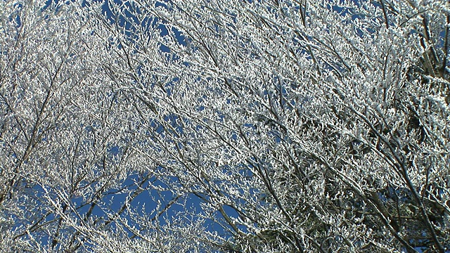 高清:下雪的分支。视频素材