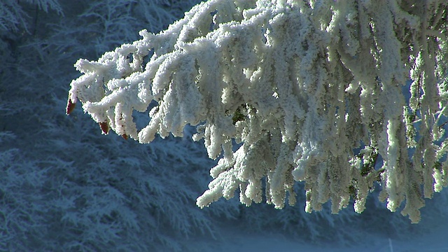 树枝被雪覆盖。视频素材