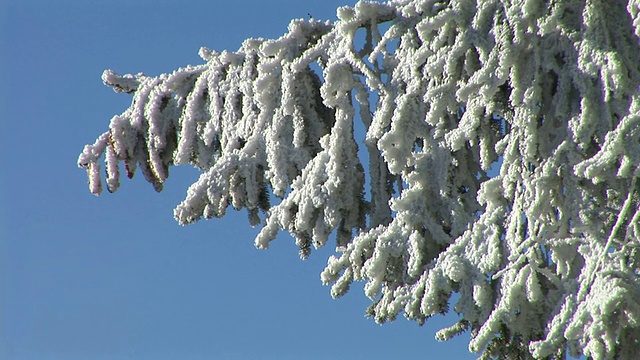 树枝被雪覆盖。视频素材