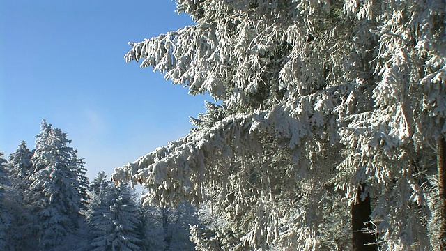 树枝被雪覆盖。视频素材