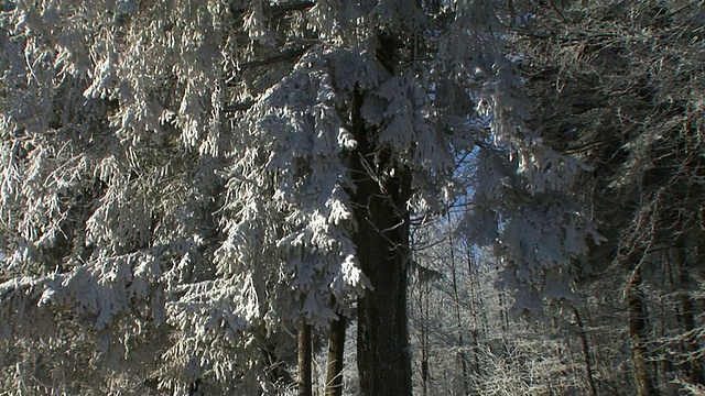 云杉被雪覆盖。视频素材