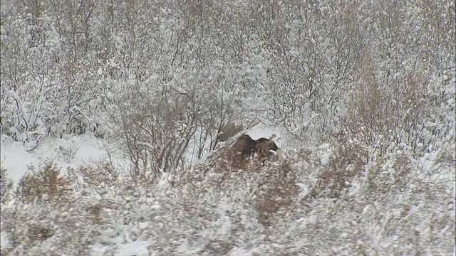 空中的驼鹿跋涉在广阔的山谷/阿拉斯加冰冻的，白雪覆盖的草地上视频素材