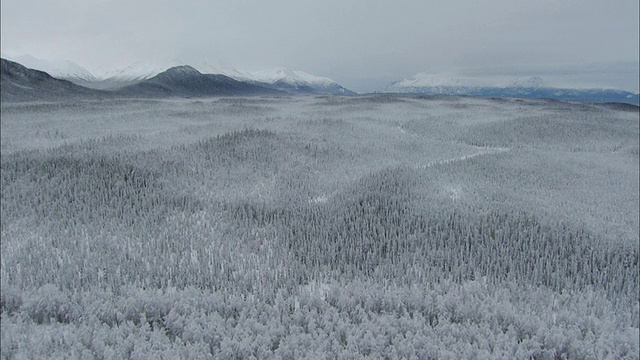 空中积雪覆盖的常绿森林在山脉前若隐若现/阿拉斯加，美国视频素材