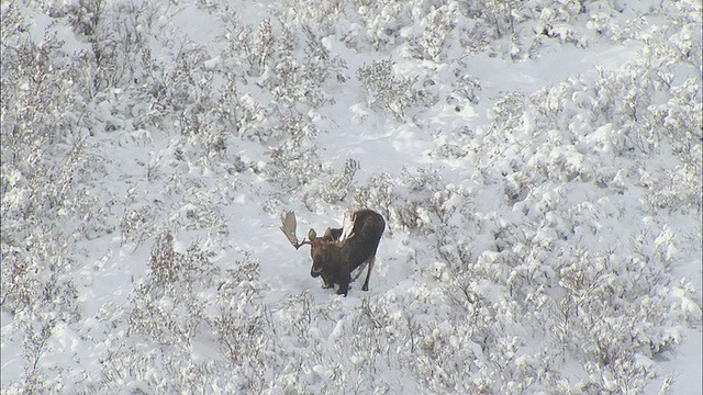 空中麋鹿站起来休息的位置在白雪覆盖的山谷/阿拉斯加视频素材