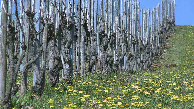 MS View of vineyard in spring /萨尔堡，莱茵兰-普法尔茨，德国视频素材