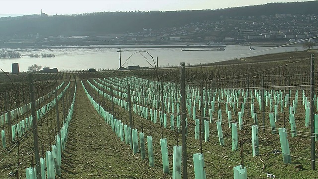 RÃ¼desheim附近的WS View of Vineyard / RÃ¼desheim, Hesse，德国视频素材