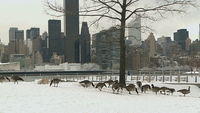 WS鹅在雪与曼哈顿的背景/纽约市，纽约，美国视频素材