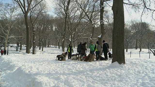 WS遛狗者和他们的狗在雪覆盖的中央公园在冬天/纽约，美国视频素材