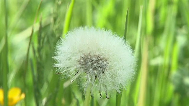 高清慢镜头:春天的花朵视频素材