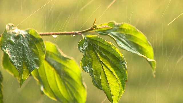 高清慢镜头:雨中的大自然视频素材