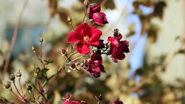 花在风中飘扬视频素材