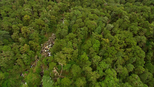 AERIAL，森林中的湖泊，峡湾国家公园，新西兰视频素材