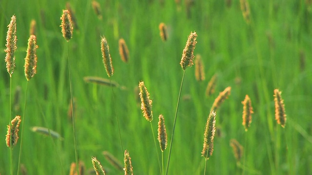 草视频素材