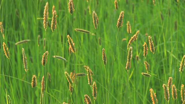 草视频素材