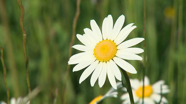 高清:雏菊花视频素材