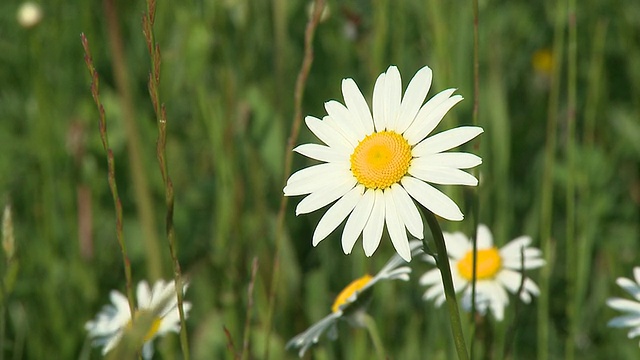 高清:雏菊花视频素材