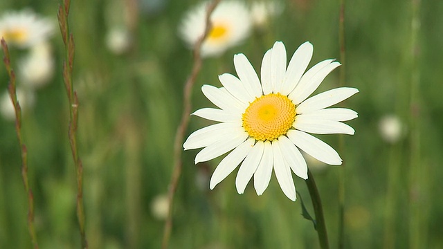 高清:雏菊花视频素材