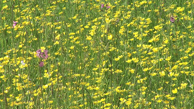 高清:草甸植被视频素材