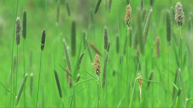 草视频素材