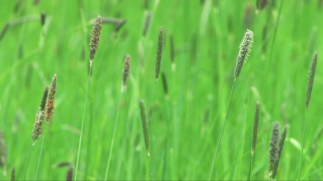 草视频素材